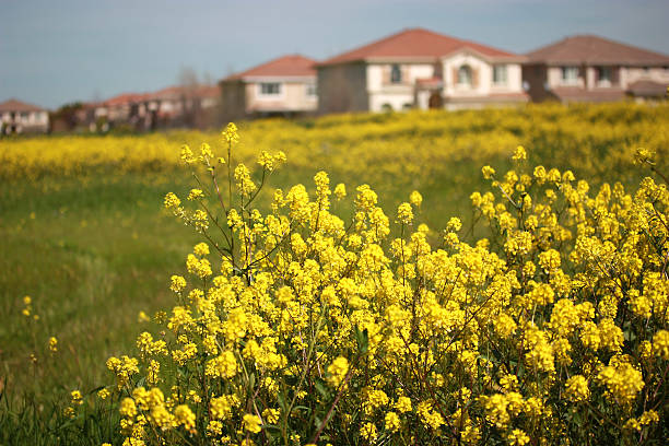 istock Suburban Neighborhood 479586266