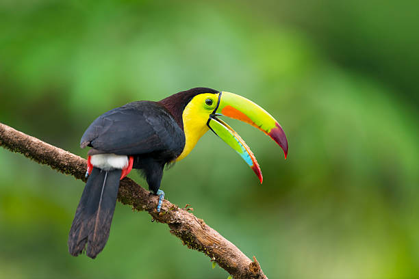 Toucan, bird in Costa Rica, ramphastos sulfuratus. stock photo