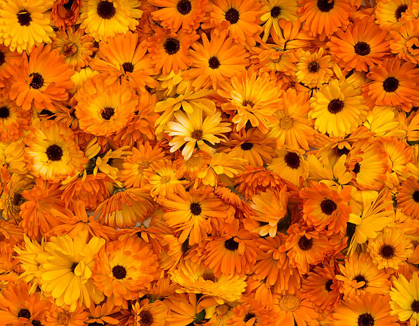 As cabeças de flores laranja brilhantes Calendula Officinalis Bem-Me-Quer - fotografia de stock