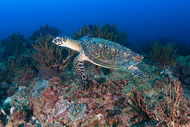 istock Hawksbill Turtle Near Coral 479590413