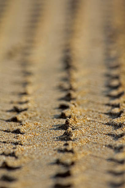 istock Tire Print In Sand 479590997