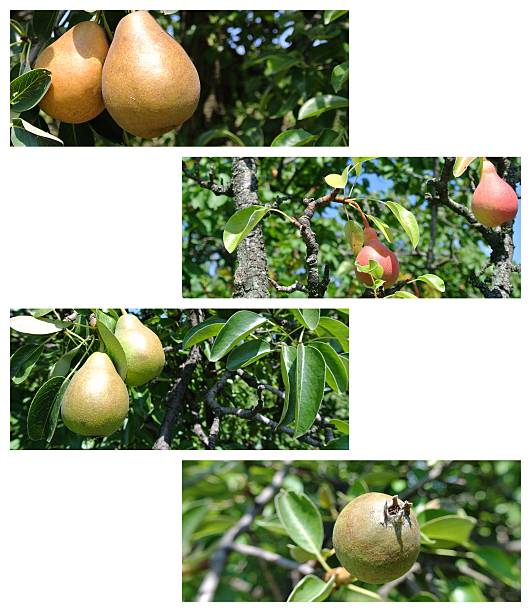 istock Pears on the tree in an orchard photo collage 479591520