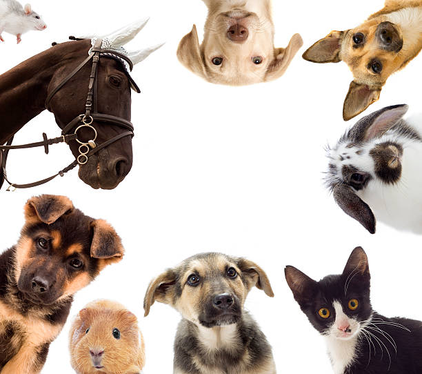 istock Puppy and kitten and guinea pig 479591780
