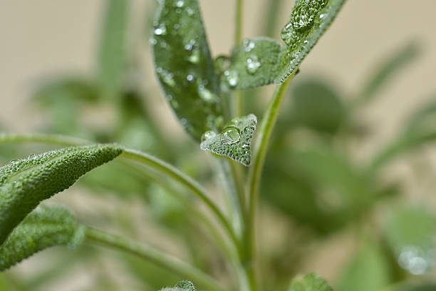 salbei pflanze - herb plant seasoning nature stock-fotos und bilder