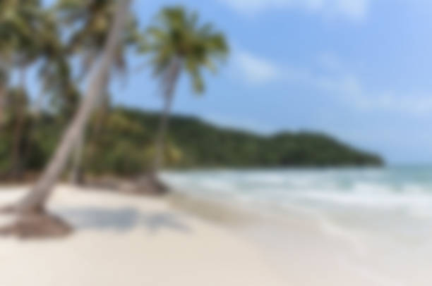summer beach background - ocean and palm trees , soft focus