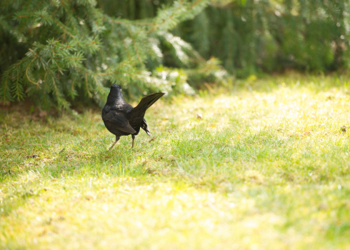 Blackbird is seeking food