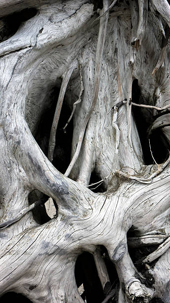jasne i ciemne - driftwood twisted wood vertical zdjęcia i obrazy z banku zdjęć