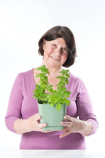 istock Elderly woman with basil in a pot. 479595520
