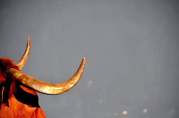 Wild cow horns in Navarre. Village Festivals in Navarre´s villages. Running the cows.