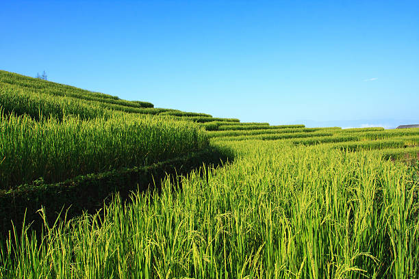 Green Terraced Rice Field in Chiangmai, Thailand stock photo