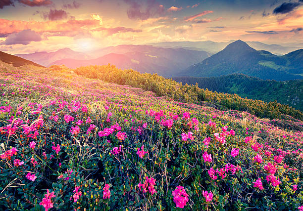 istock Magic pink rhododendron flowers in the Carpathian mountains 479598708