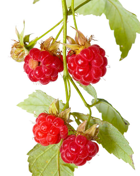 istock Ripe berry of a raspberry on  branch 479598908