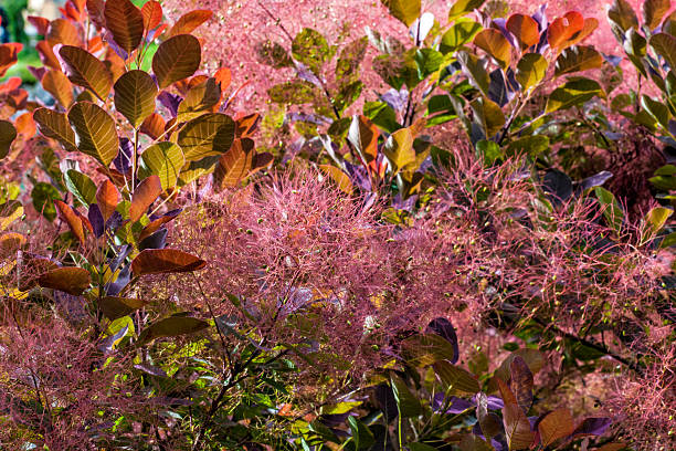 European smoketree, back lit, early summer morning in a garden