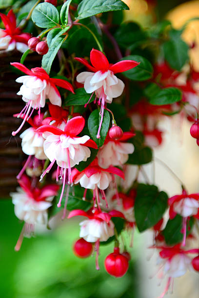 fuchsienfarbene blumen im garten, hängende in einem korb - honeysuckle pink stock-fotos und bilder