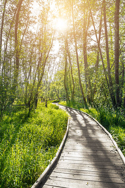 istock Path on stilts in French forest swamp by sunset 479600136