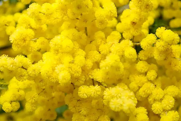 A Wattle Bloom in Soft Focus. This is a Black wattle (A. mearnsii). The Acacia melanoxylon is the most widely introduced and planted Acacia species in New Zealand. It is often considered a weed, and is seen as threatening native habitats by competing with indigenous vegetation and reducing native biodiversity.