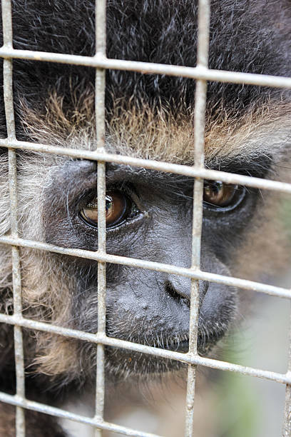 istock Yearning for Freedom Animal Rights Monkey in Cage 479602642