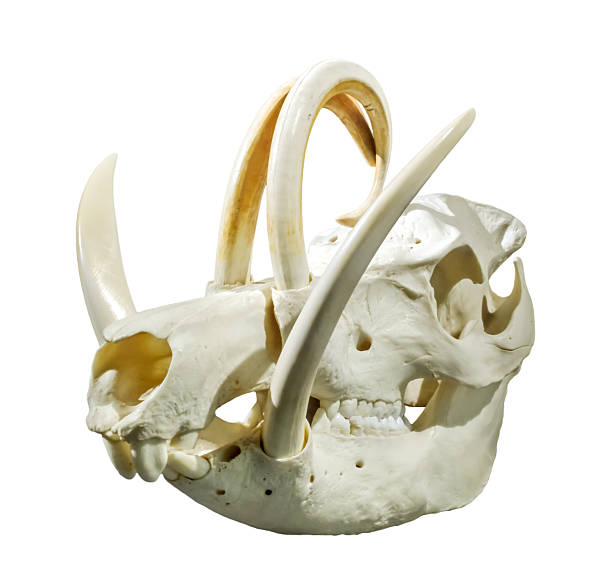 kanec - fyziologie fotky - stock snímky, obrázky a fotky