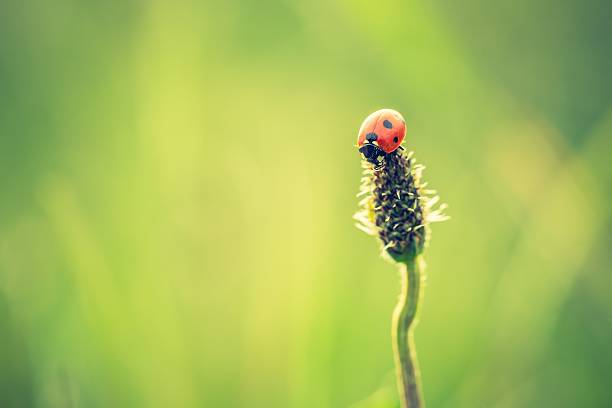 istock Beautiful vintage photo of ladybug 479607346