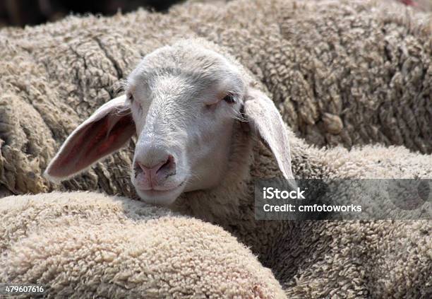 Foto de Rebanho De Ovelhas No Montanhas Taunus e mais fotos de stock de 2015 - 2015, Agricultura, Ajardinado
