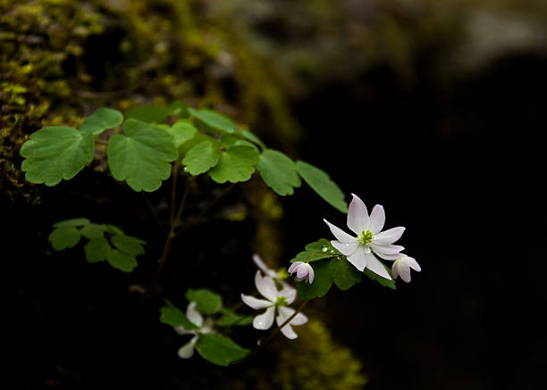 istock Rue Anemone at Beaman 479607966