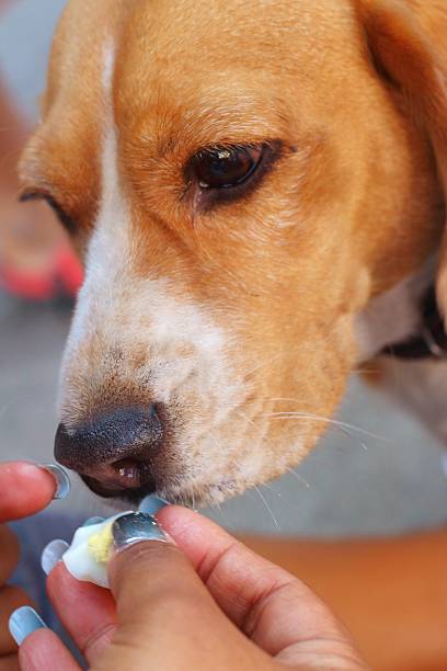 istock brown and white beagle dog in the park 479608904