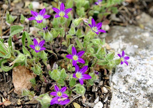 istock Bellflower of Jerusalem (lat. Campanula hierosolymitana) 479609988