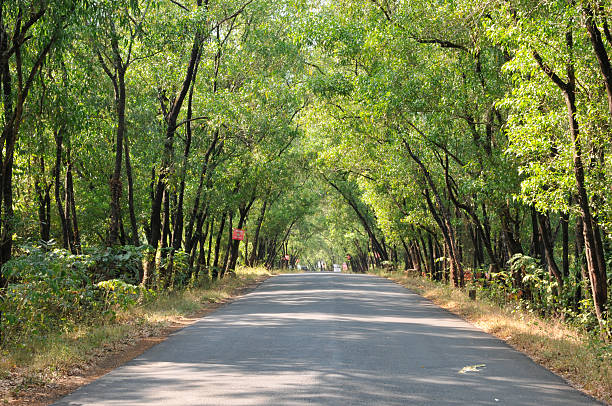 istock Row Of Trees Along A Sunny Road 479610074