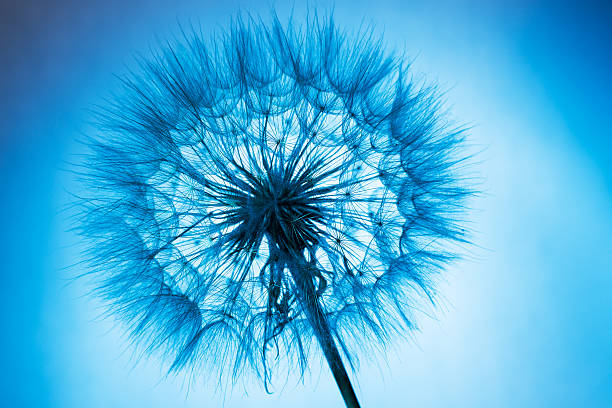 istock close up of dandelion 479610188