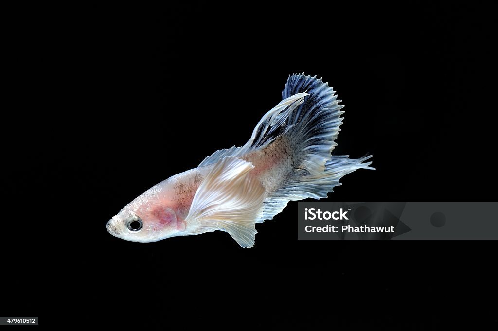 Fighting fish Capture the moving moment of elephant ear fighting fish on black background 2015 Stock Photo