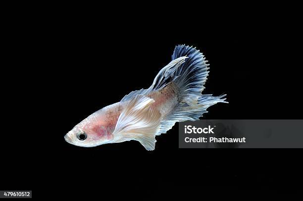 Fighting Fish Stock Photo - Download Image Now - 2015, Animal, Animal Body Part