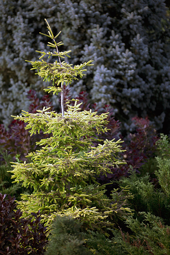 Oriental Spruce - Picea oriantalis - Skylands