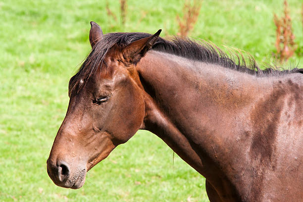 istock Bay Horse With Eyes Closed 479611364