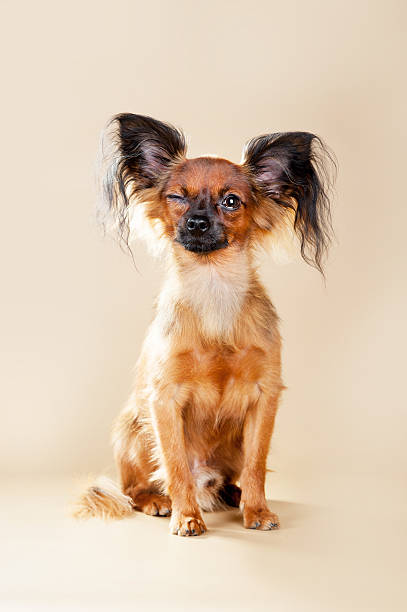 istock Puppies Russian toy terrier 479612423