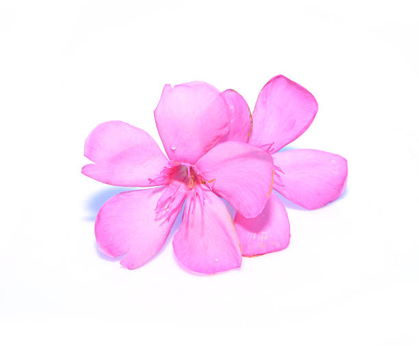 istock Beautiful Pink Sweet oleander, Rose bay, Oleander isolated on wh 479612464