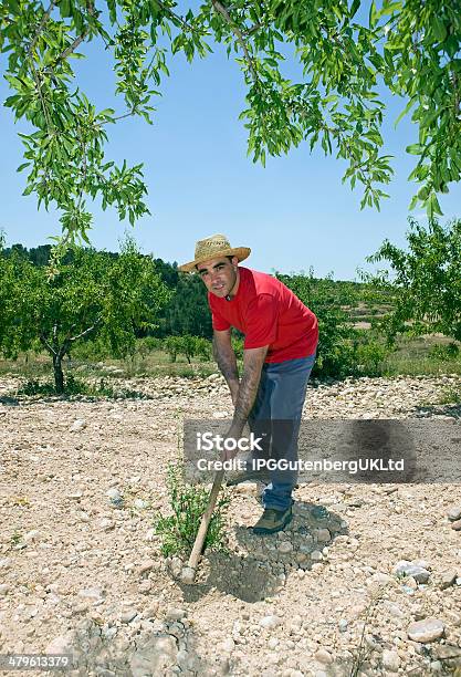 Photo libre de droit de Agriculteur Hoeing Dans Oliveraie banque d'images et plus d'images libres de droit de Adulte - Adulte, Agriculteur, Agriculture