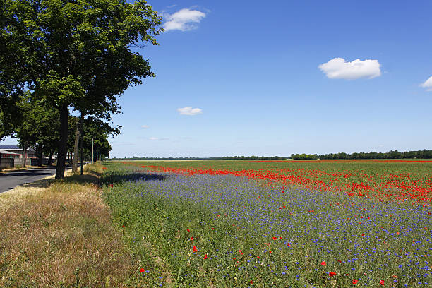 istock Poppy Flower Nature Landscape Summer 479613960