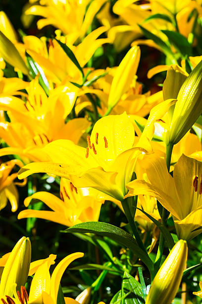 istock Beautiful Lily yellow flower close up 479614257