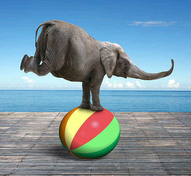 istock Elephant balancing on a colorful ball 479616256