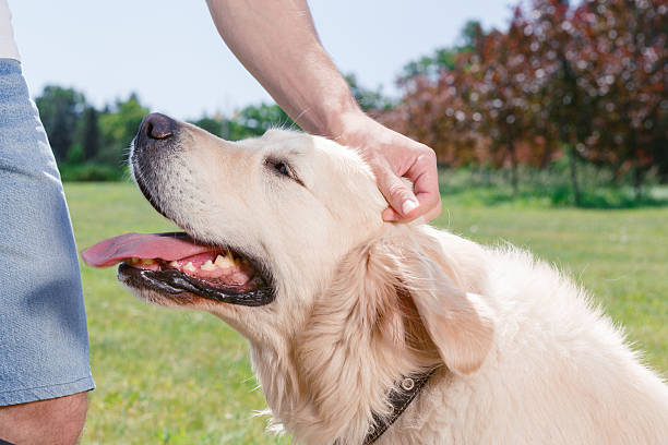istock Golden retriever in the park 479616942