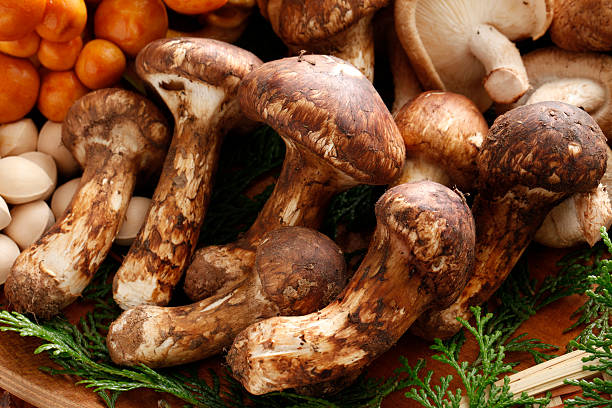 Matsutake Japanese Matsutake Mushrooms matsutake mushroom stock pictures, royalty-free photos & images
