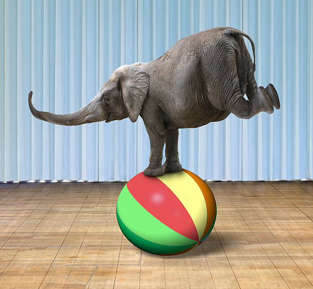 istock Elephant balancing on a colorful ball 479617362