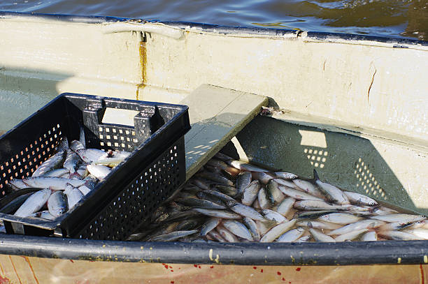istock Boat with catch of fish coregonus 479617372