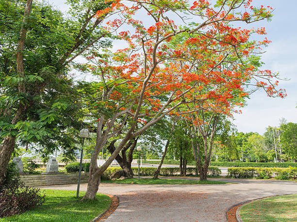 istock Flame Tree or Royal Poinciana Tree in green park 479617394