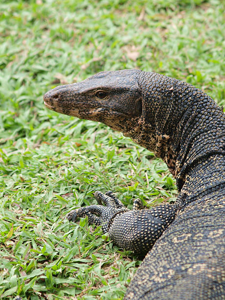 istock Closeup of monitor lizard 479617849