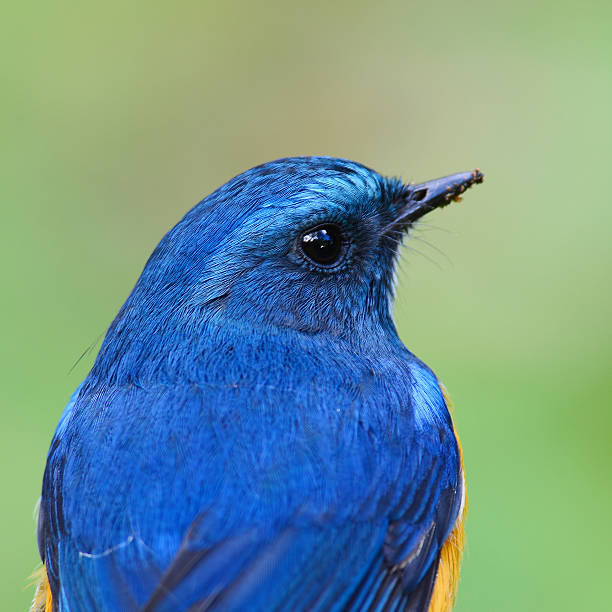 istock Blue bird, closeup, male Himalayan Bluetail (Tarsiger rufilatus) 479618376
