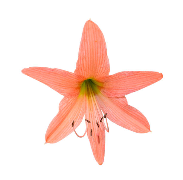 Beautiful Flowers Hippeastrum johnsonii Bury (Amaryllidaceae) isolated on a white background.