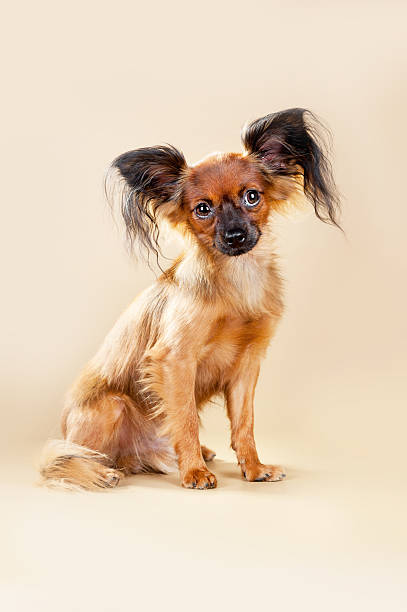 istock Puppies Russian toy terrier 479619133