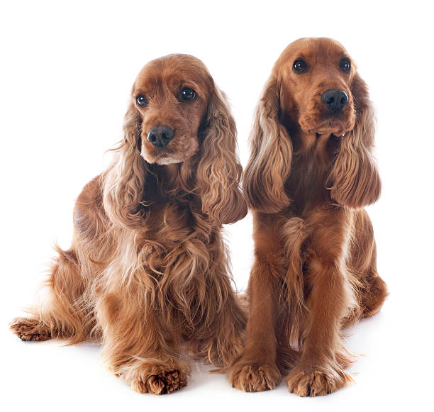 istock english cockers 479619345