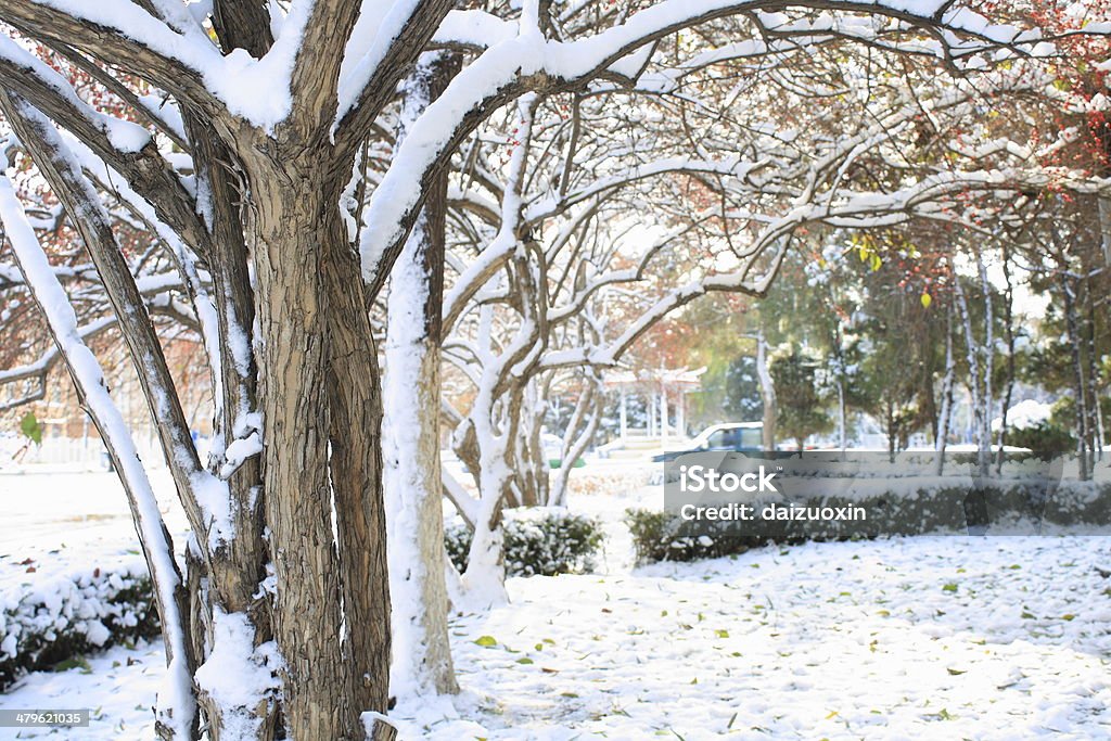 Snow covered tree. Winter park. Snow covered tree. Backgrounds Stock Photo